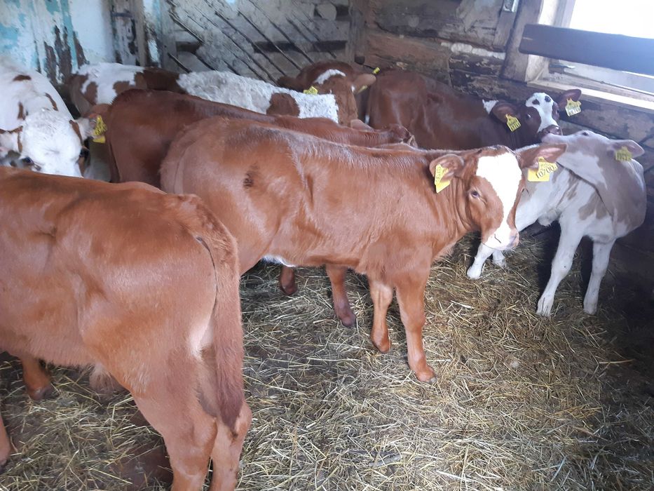 Jalowki byczki na sprzedaz Tuczępy