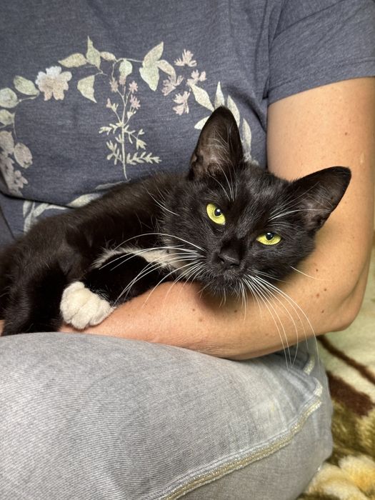 Подарю  молодую кошечку