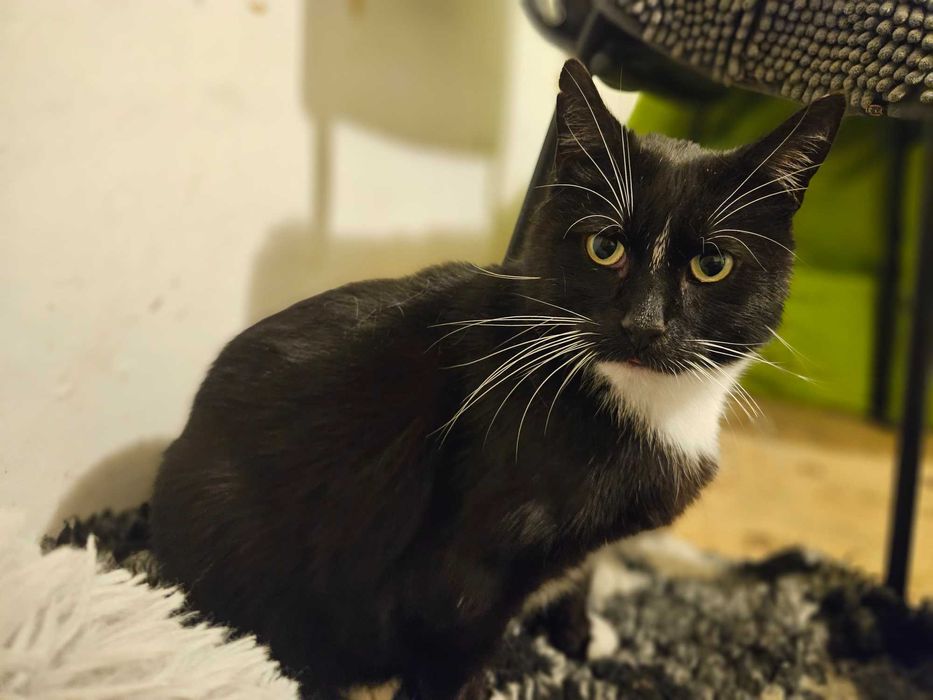 Irysek, 2 letni do adopcji