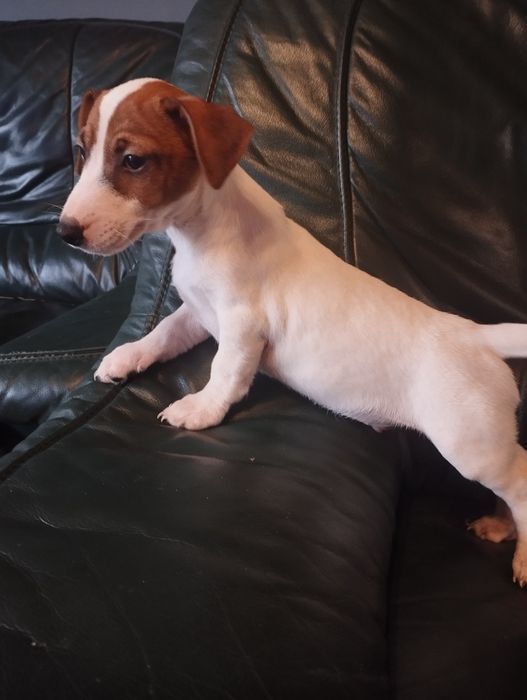 Piesek Jack Russell terrier Brutus