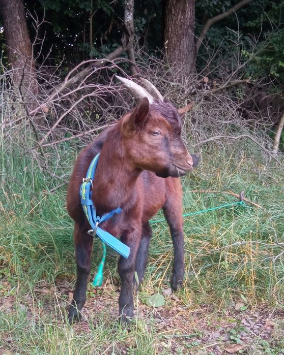 Koziołek capek od alpejskiej kozy