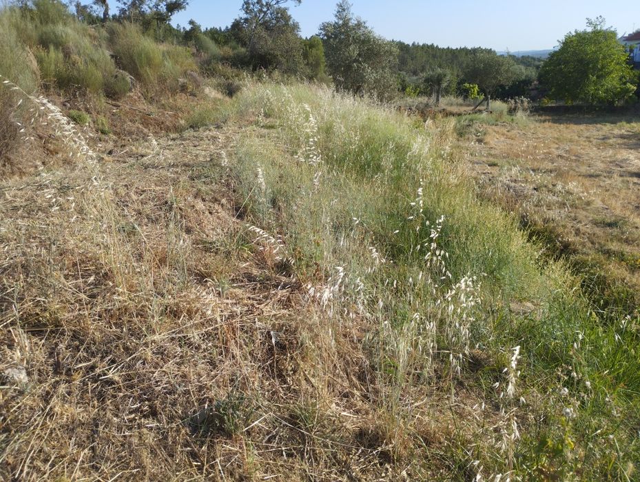 Prestação de serviços de jardinagem