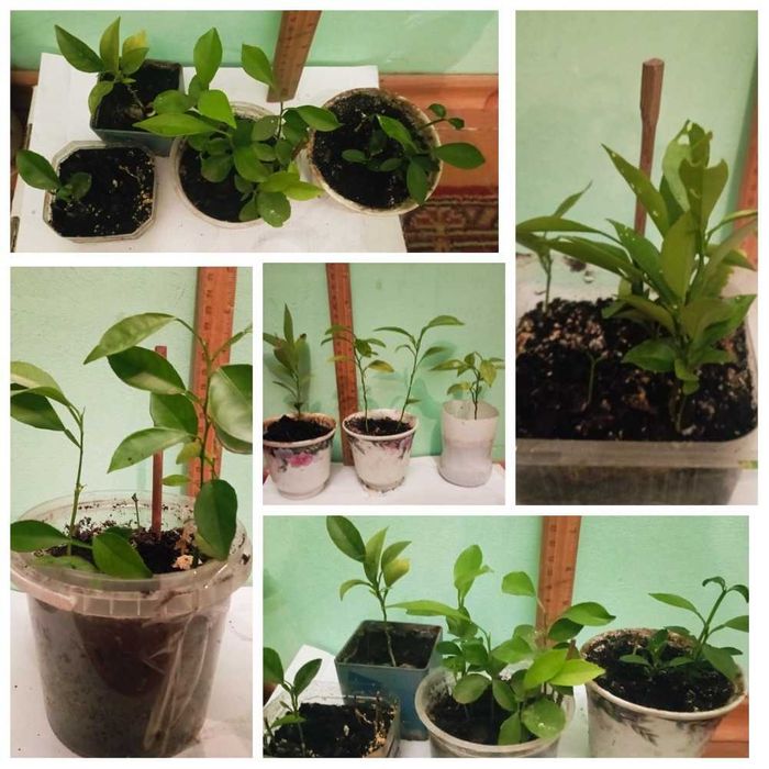 аспарагус  Апельсин кімнатний Кактус