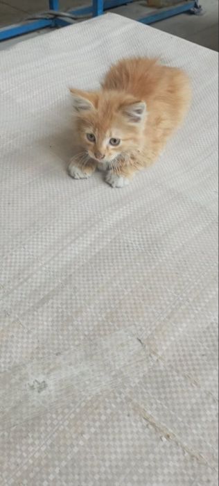 Рижий котик шукає дім 2 місяці