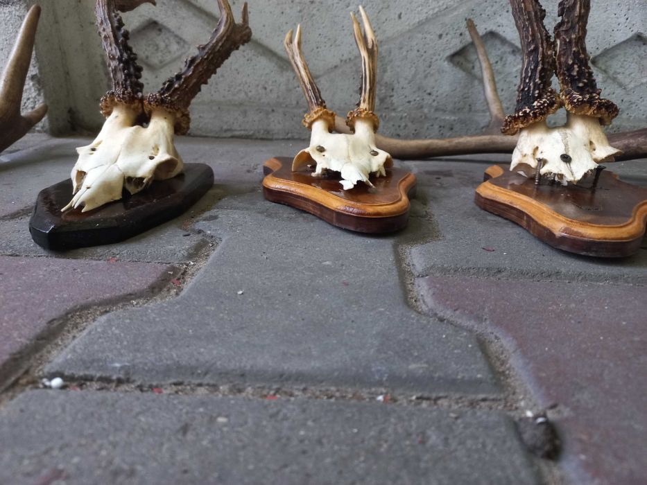 rogi zwierzęce cena za zestaw