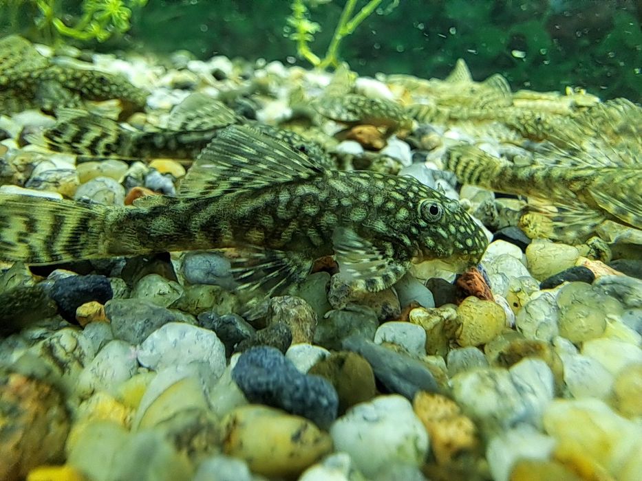 Glonojady zbrojniki