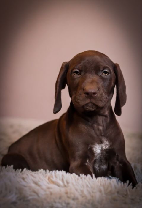 Wyżeł niemiecki krótkowłosy- szczeniaki  „Znad Odrzańskich Pól” FCI