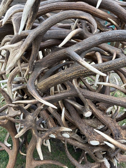 Продам роги оленя,200 кг.700грн за кг