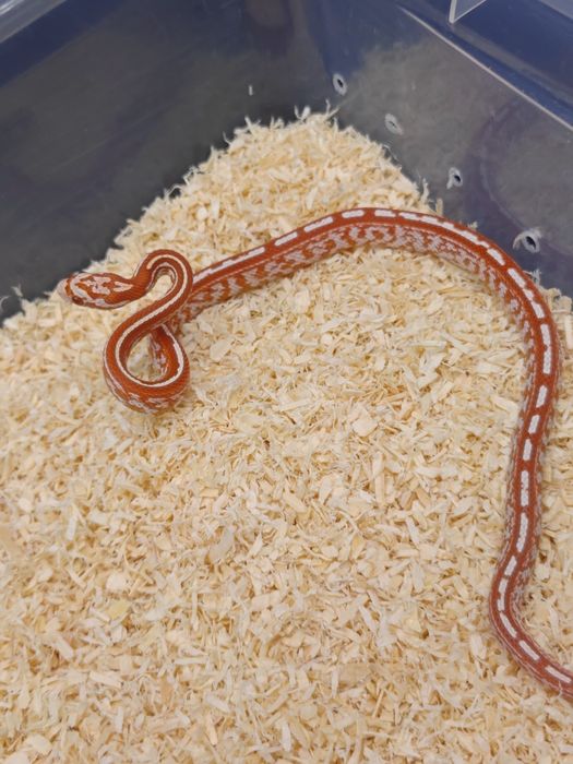 Młode węże zbożowe