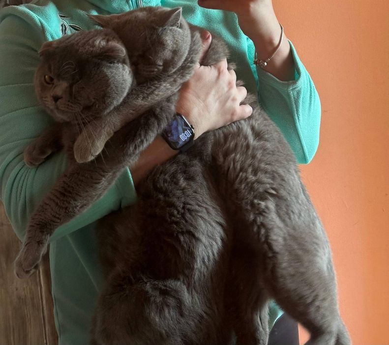 Кошенята шотландці