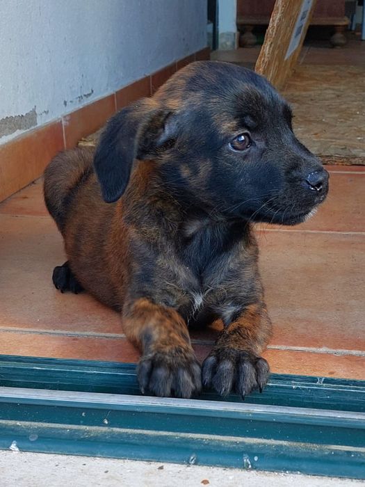 Cão de Fila de São Miguel