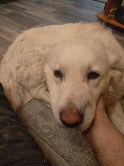 Owczarek podhalański