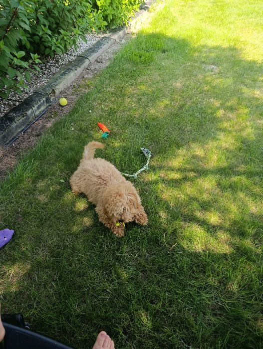 piękna suczka Cavapoo