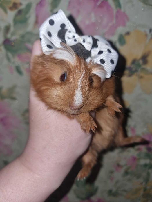 Морская свинка коронет