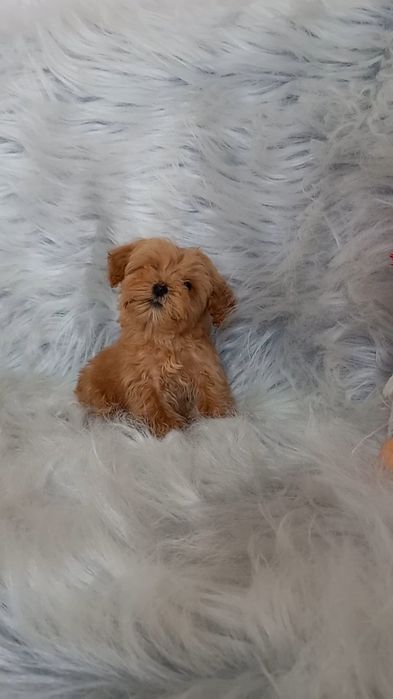 Микро малыш готов к продаже