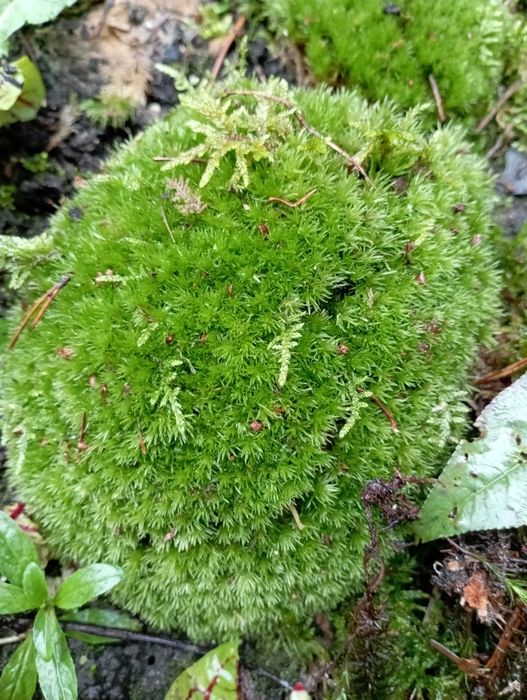 Mchy różne porosty