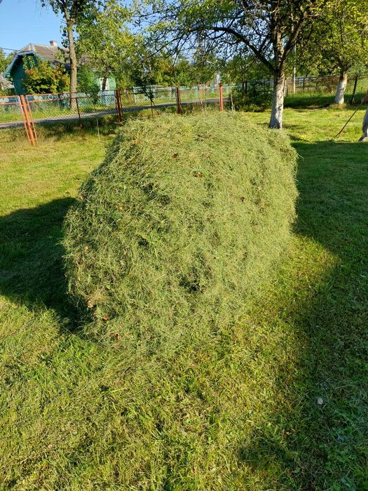 Сіно городнє 2023