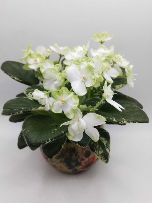 Міні та напівміні фіалки