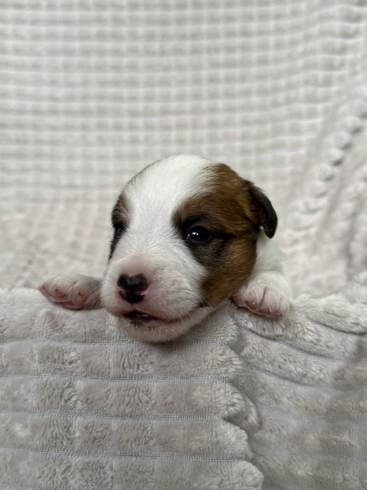 Jack Russell Terrier-piesek ZKwP
