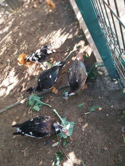 Vende-se 5 patos machos
