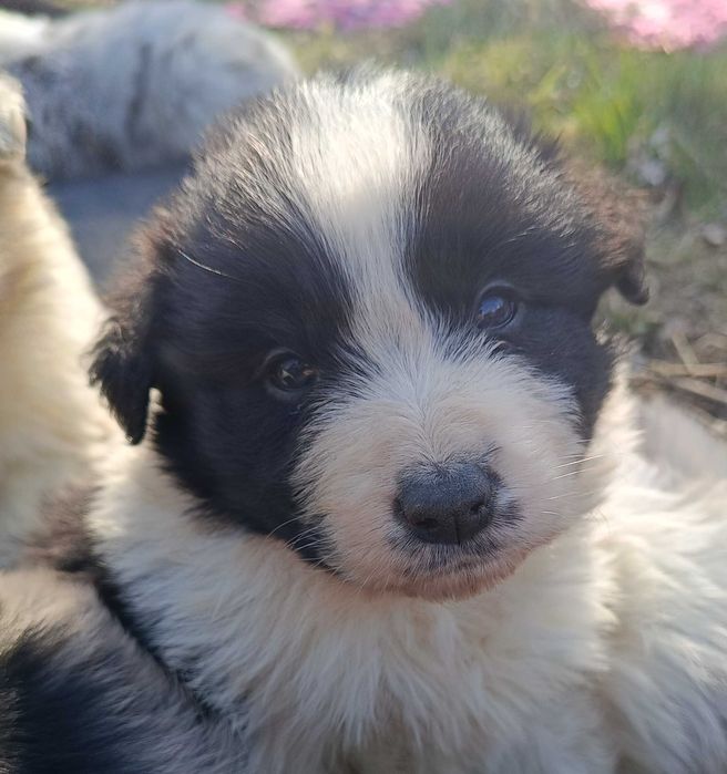 Szczenię Border Collie