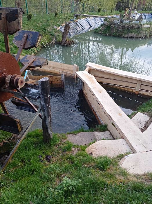 Karpie z własnego stawu