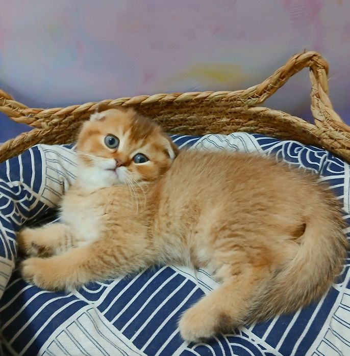 Кошеня шоколадно золотої шиншили