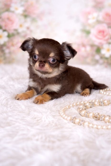 Шоколадний супер хлопчик. Чихуахуа