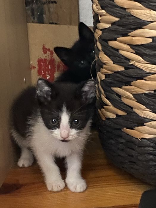 Gatinhos para adoção responsável zona Oeste