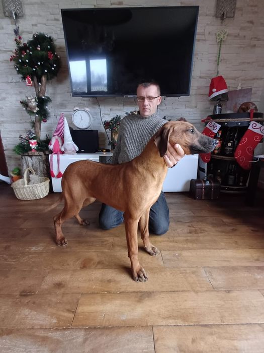 Rhodesian Ridgeback ZKwP FCI Piękna suczka ŚLĄSK CENA CAŁKOWITA