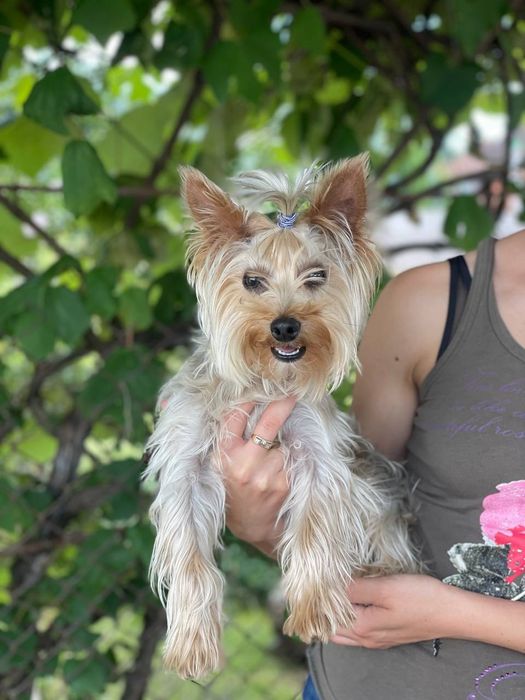 В'язка йоркширського тер'єра,йорка