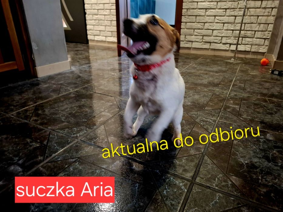 Suczka 17m - cy JRT krótkie nóżki Rodzice WHODOWLI