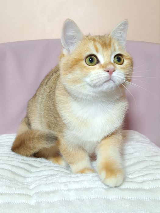 Золота  британська шиншила.