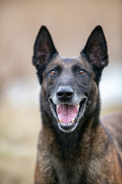 ВЯЗКА.   Малинуа Бельгийской овчарки кобель