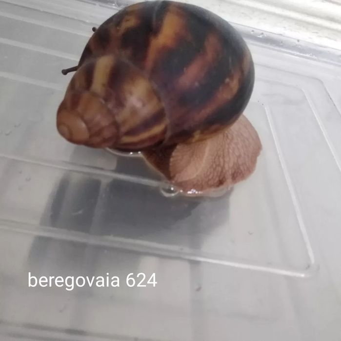 Продаётся улиточка Архахатина маргината сутуралис стандарт.