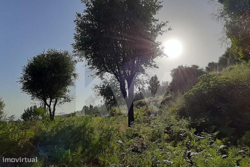 Terreno na Serra de Monchique 8.780 m2 — Monchique, Faro
