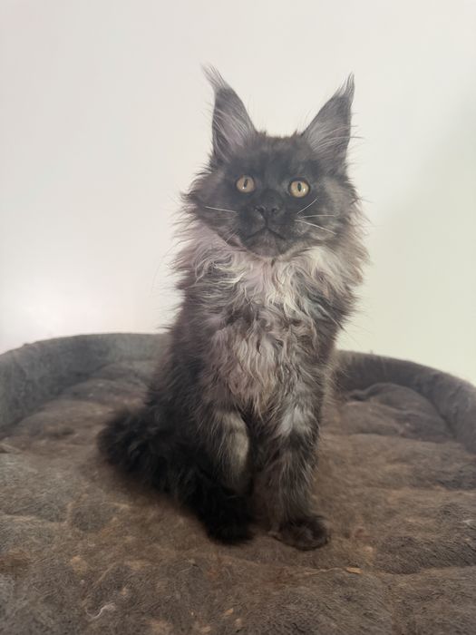 Мейн кун Львів чорний дим