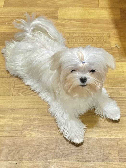 Девочка мальтезе стандарт .док КСУ