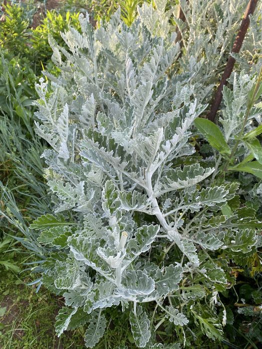 Plantas exteriores várias especies