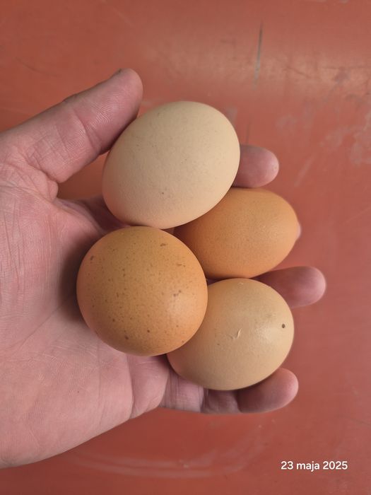 Jajka wiejskie Zapraszamy Duże małe ilości