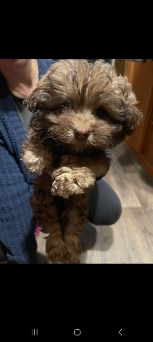 Віддам песиків в хороші руки