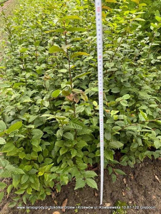 Grab Buk sadzonki EXTRA DUŻE na Żywopłot