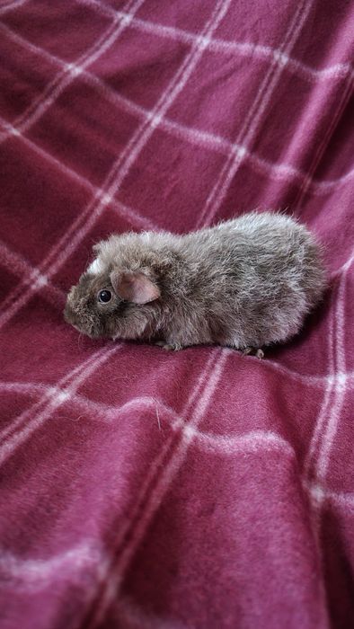 Świnka morska US Teddy