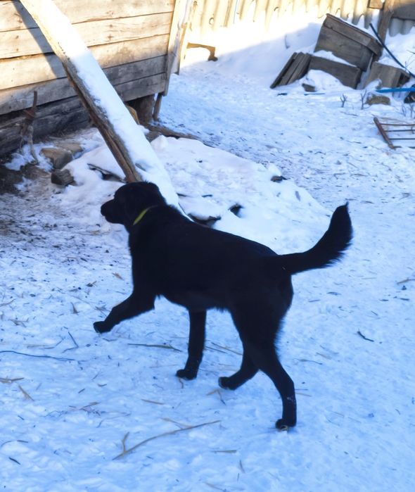 щенок в ДОБРЫЕ РУКИ!