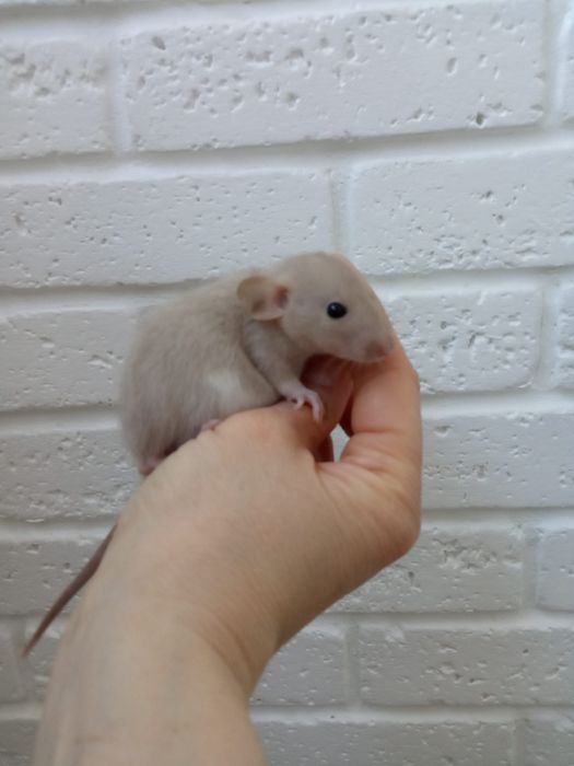 Шоколадный молочные окрас  черный белый Дамбо крыса крысята  ДамбоРекс