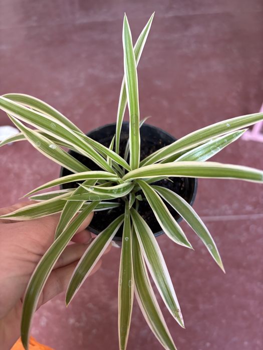 Хлорофітум  варєгатний кімнатна рослина