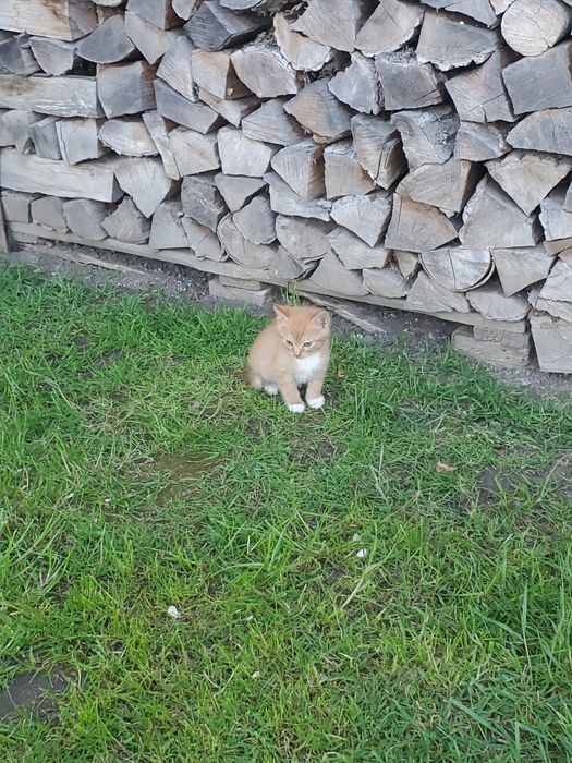 Кошенята в добрі руки