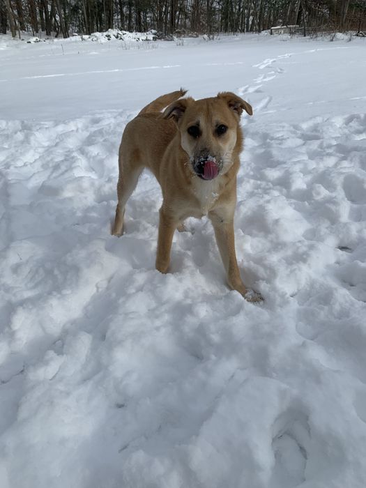 Дівчинка шукає дім