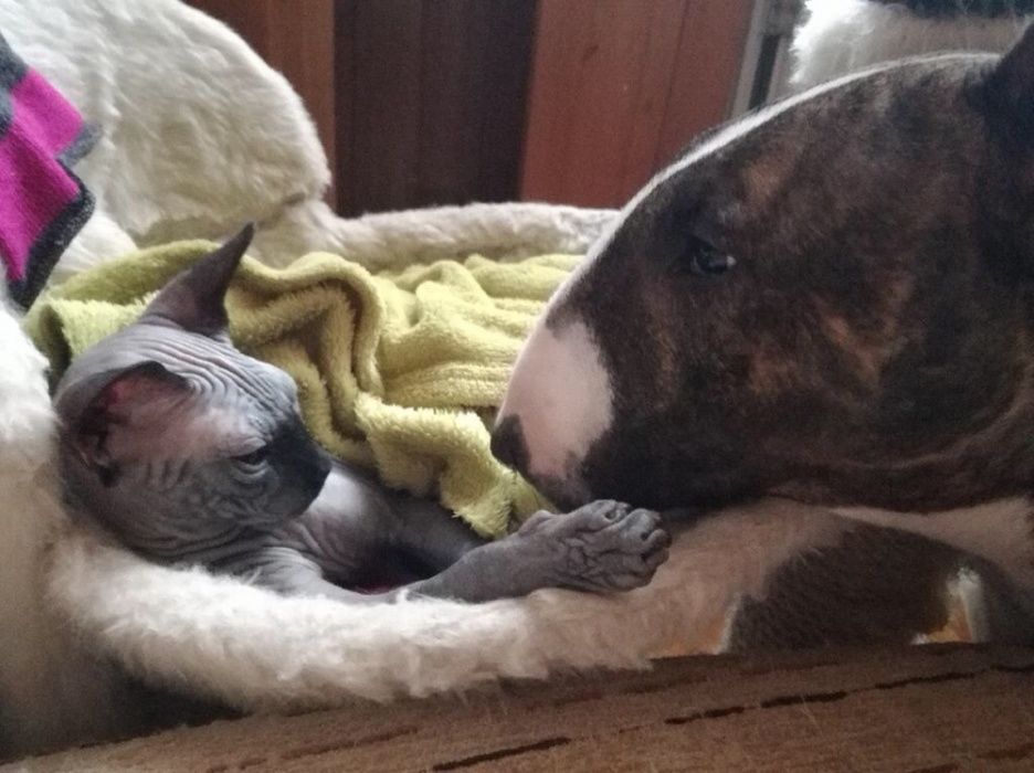 Sphynx Sfinks ‼️Czarna kicia 3m-ce dostępna na już! Warszawa Mokotów