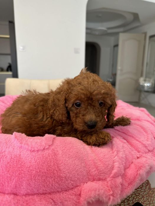 Sunia Pudel miniatura